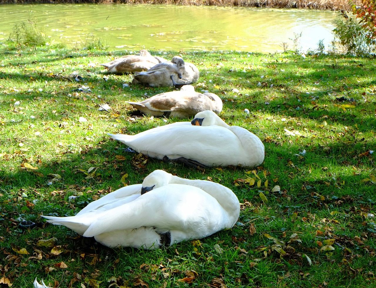 sleeping swans young signets river bank free photo