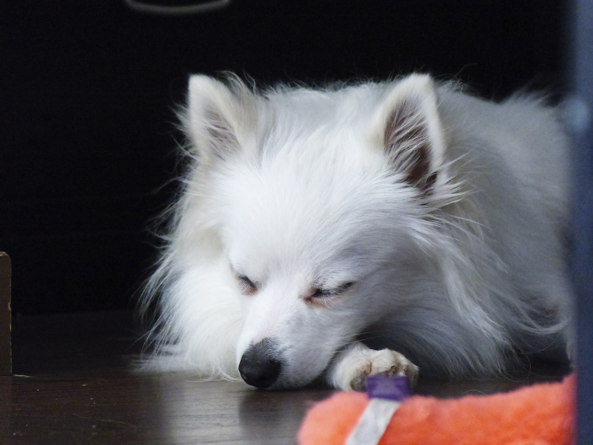 Pomeranian White Puppy Sleeping Wood Floor Free Image From Needpix Com