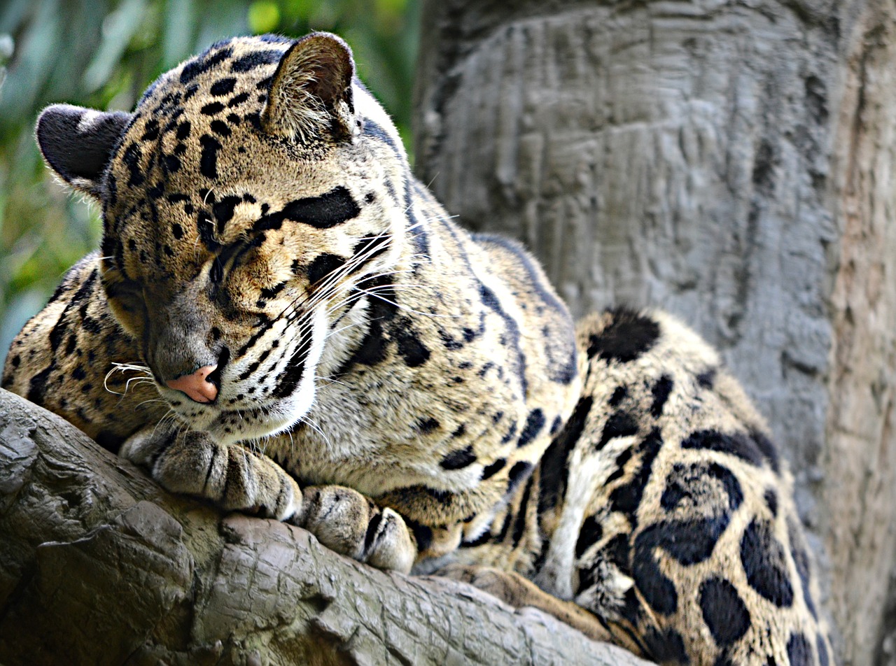 sleepy leopard feline free photo