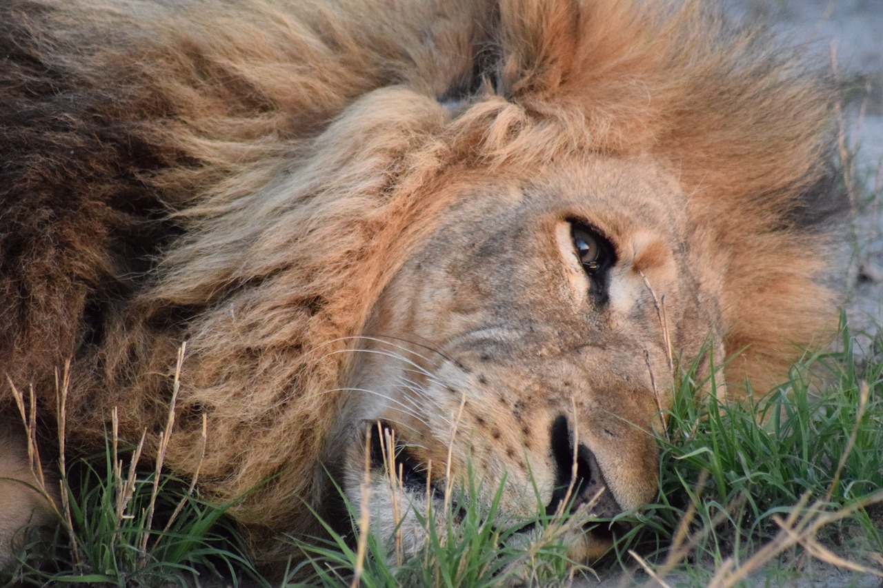 sleepy lion lion botswana free photo