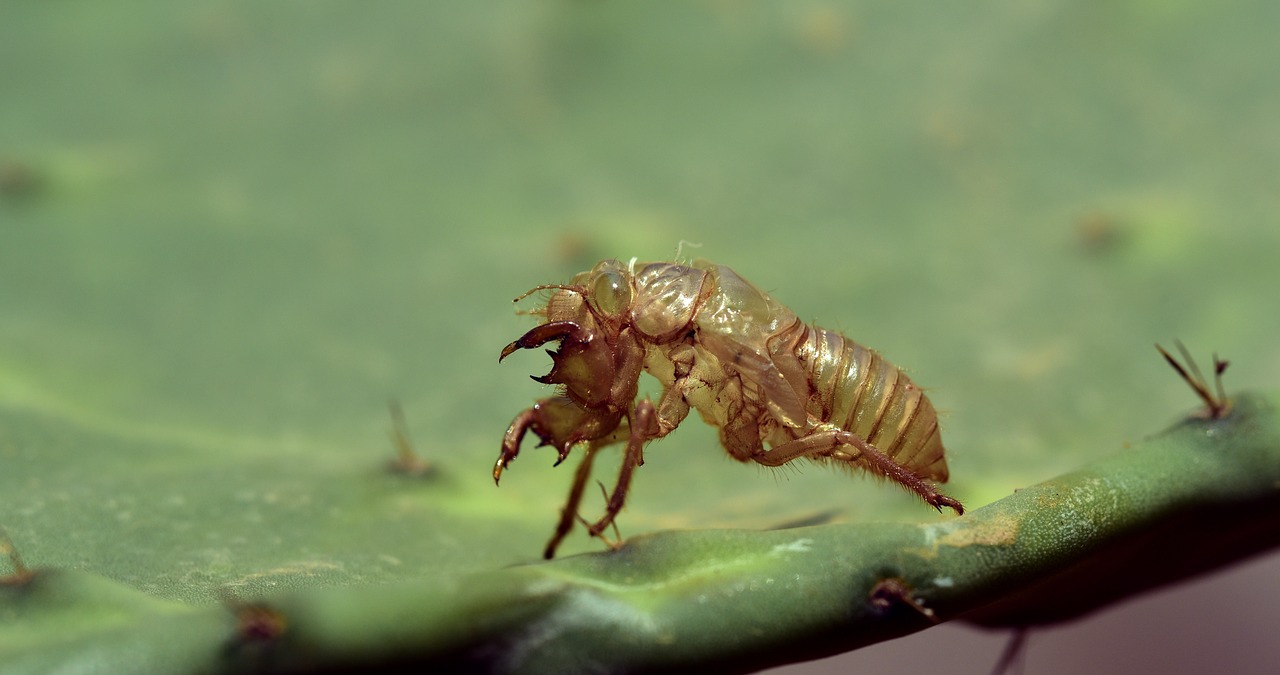 sleeve  insect  hatched free photo