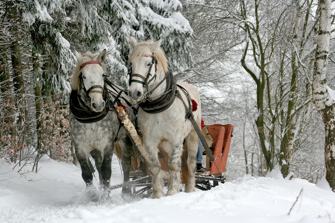 sleigh ride horses the horse free photo