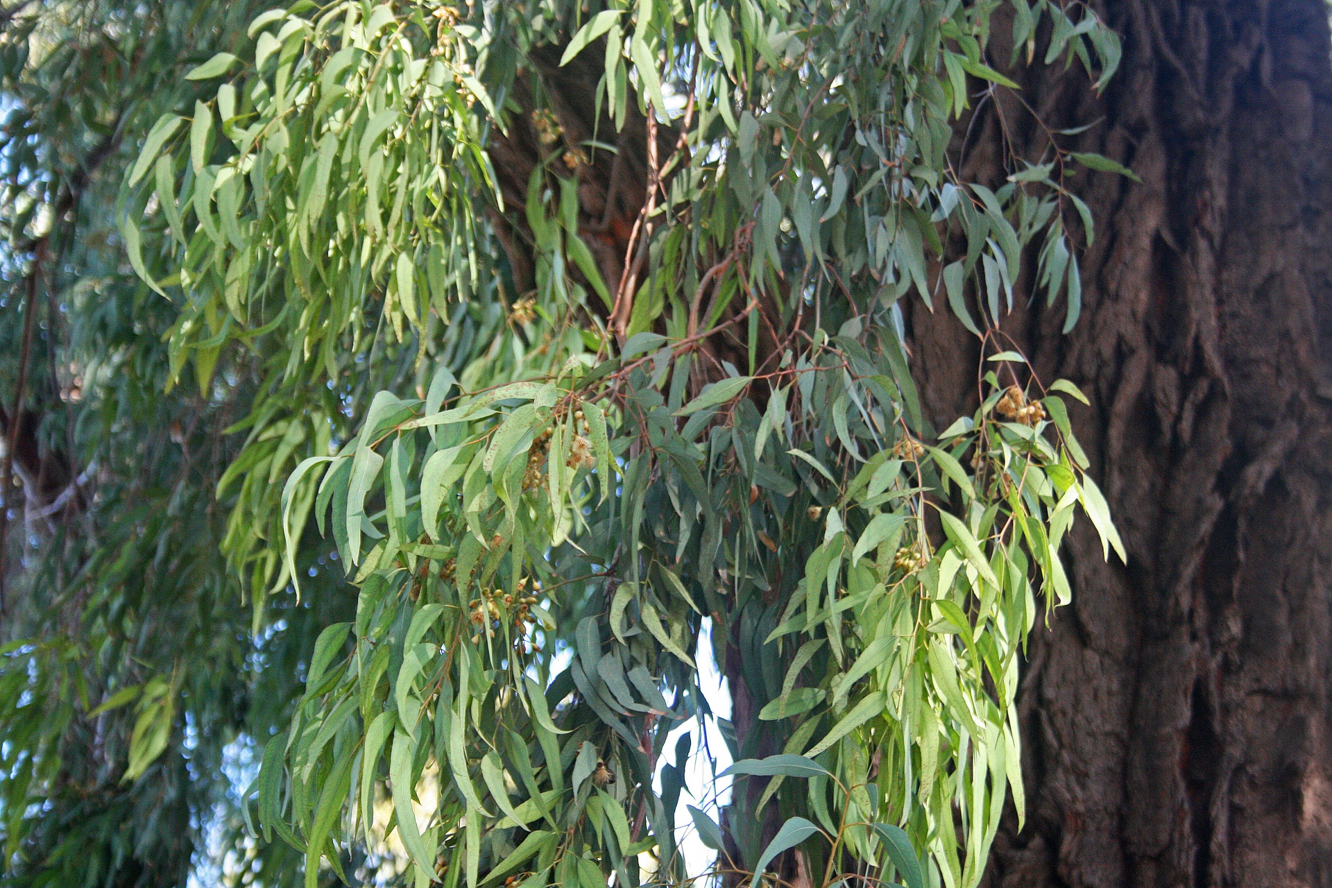 tree eucalyptus gum free photo