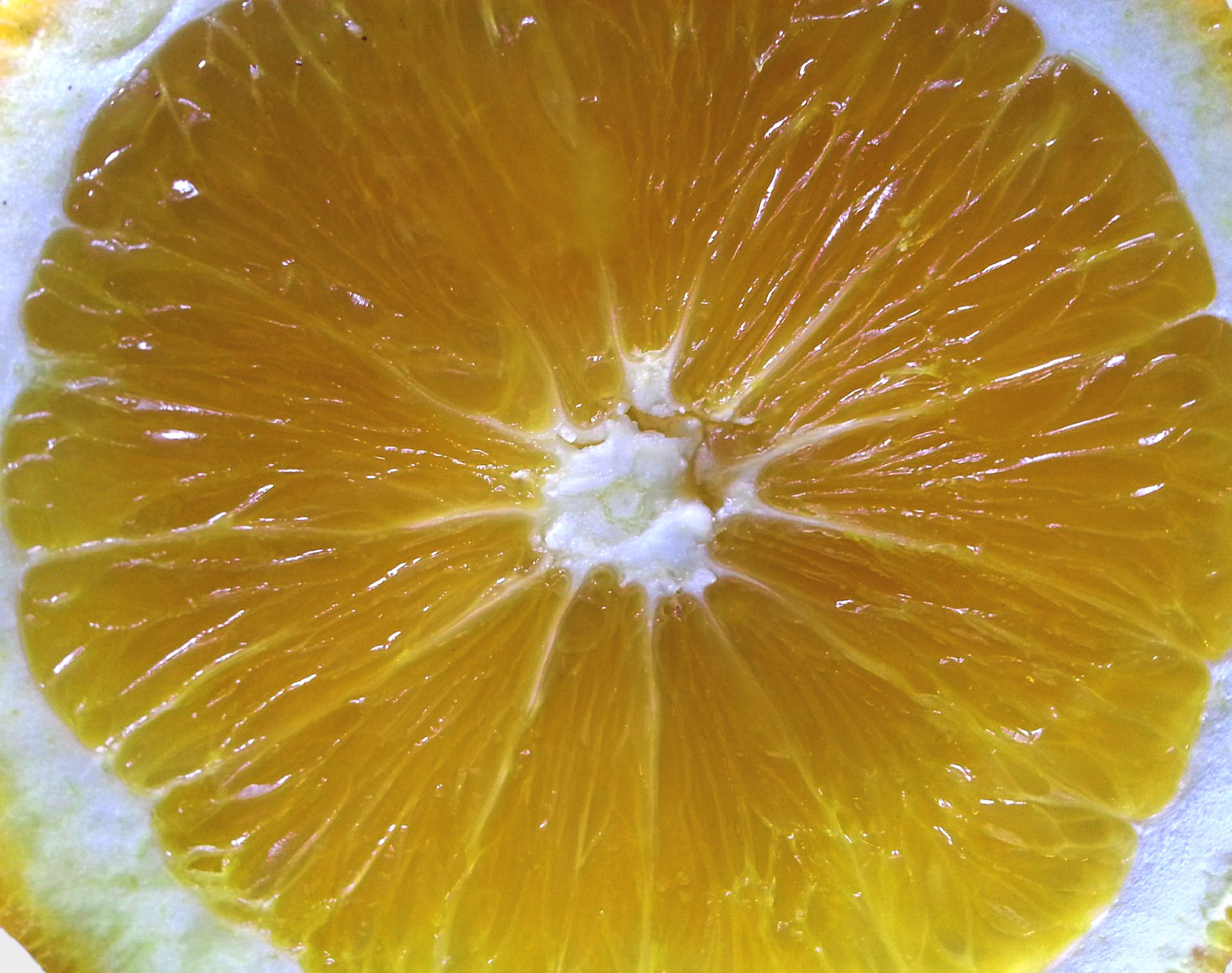 citrus closeup slice free photo