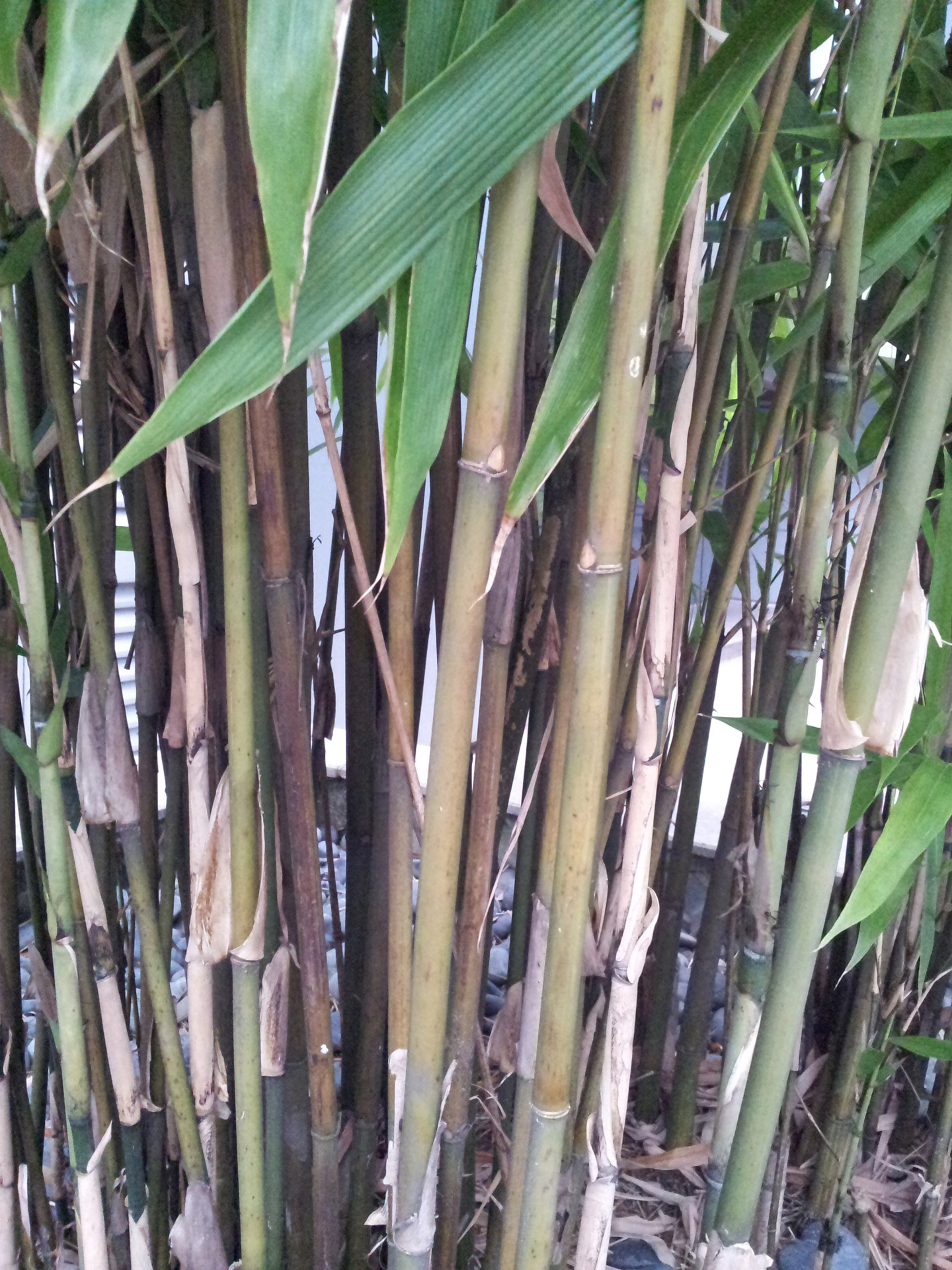 slim bamboo stem free photo