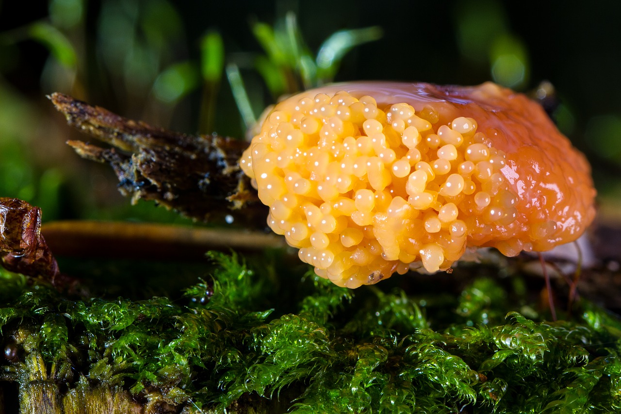 slime mold mushroom fruiting bodies free photo
