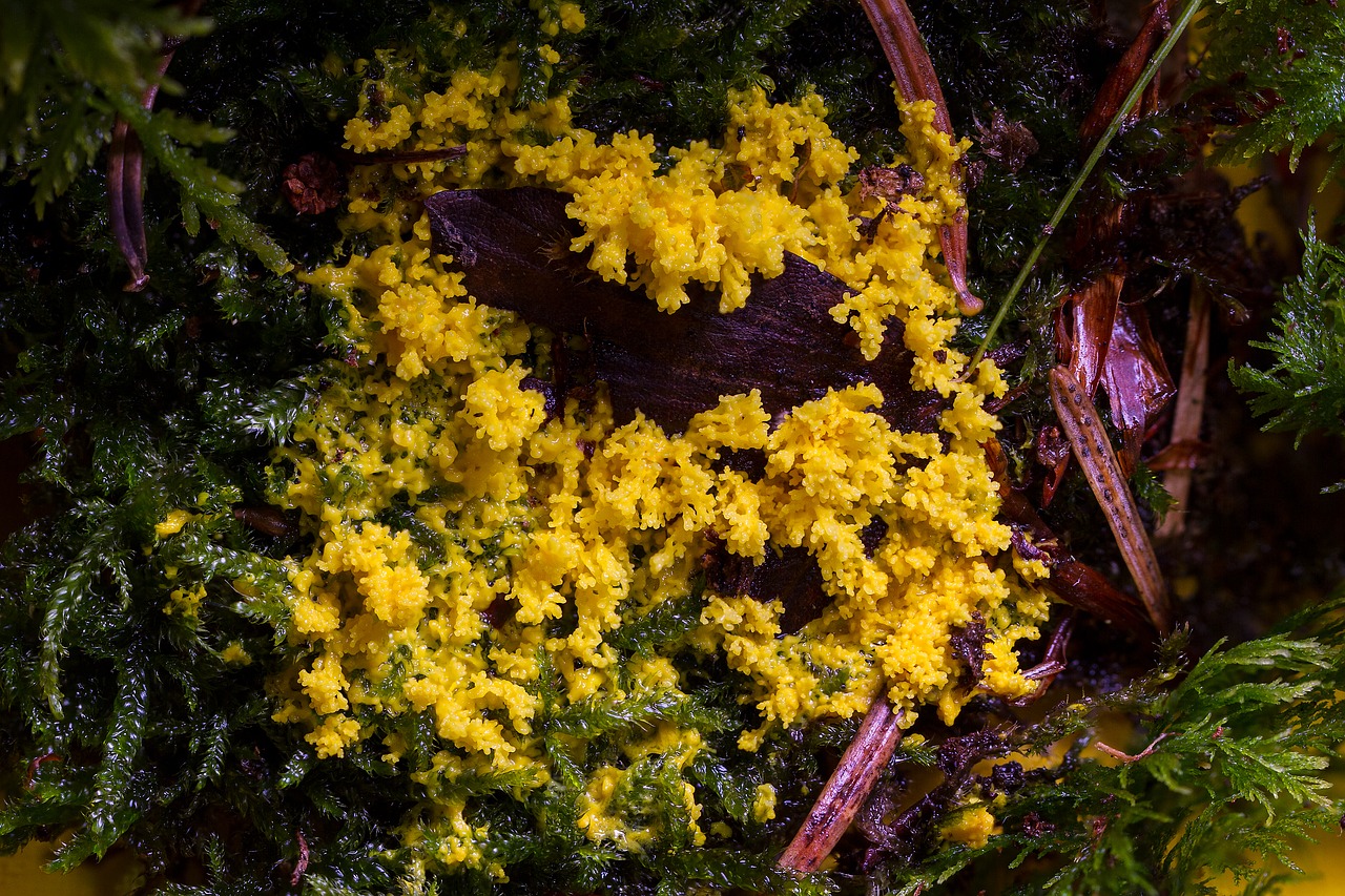 slime mold myxomycetes yellow lohblüte free photo