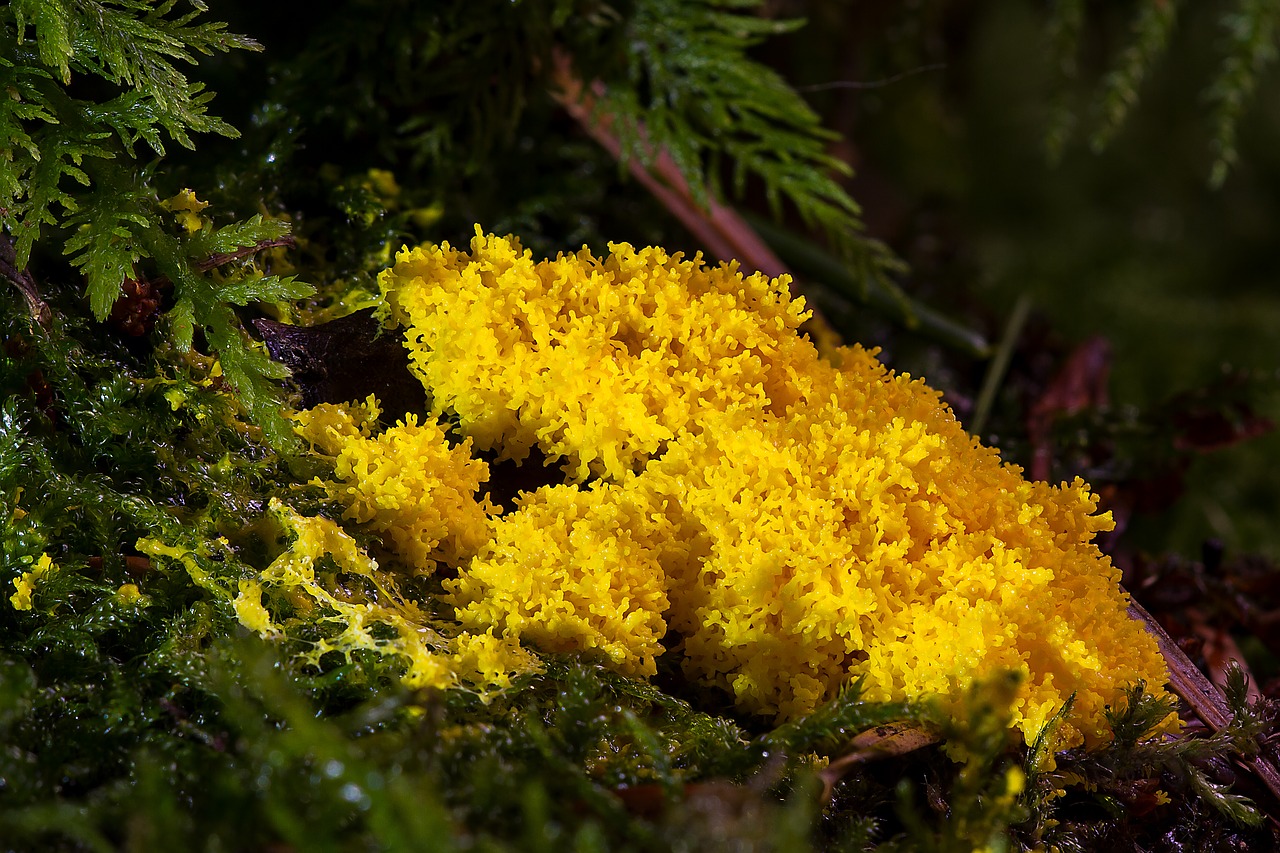 slime mold single celled organisms amoeba free photo