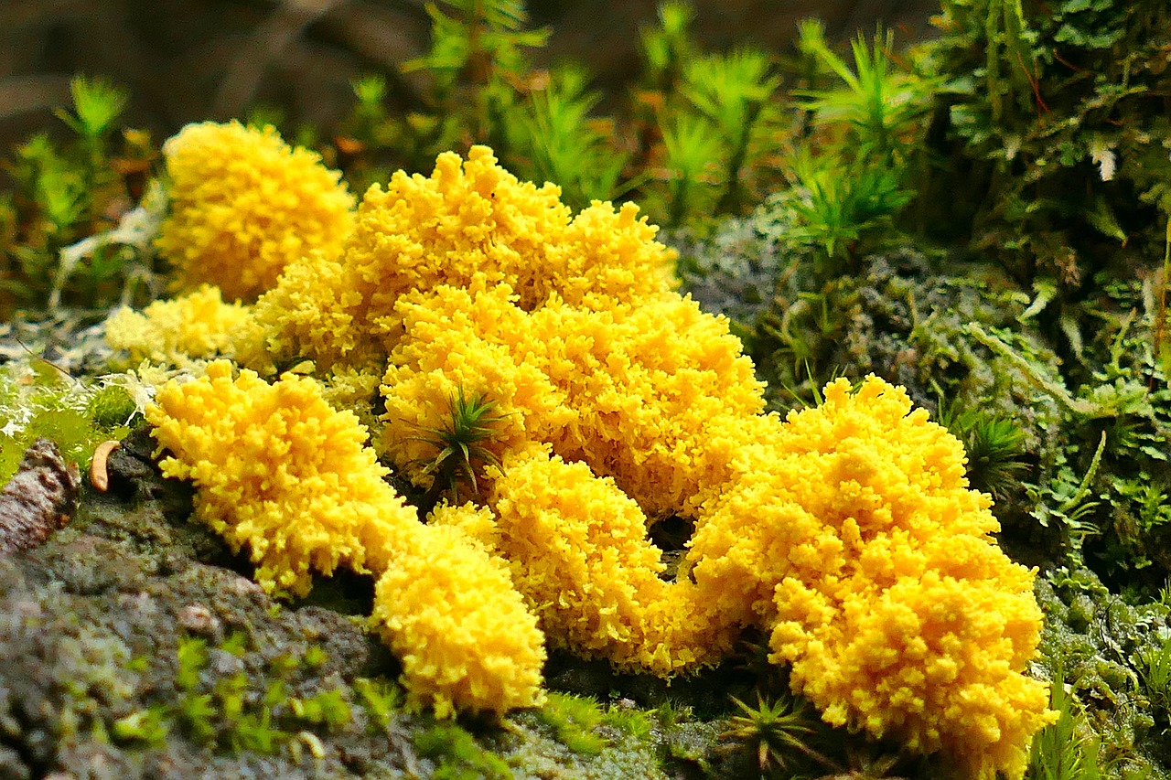 slime mold yellow lohblüte witch's butter free photo
