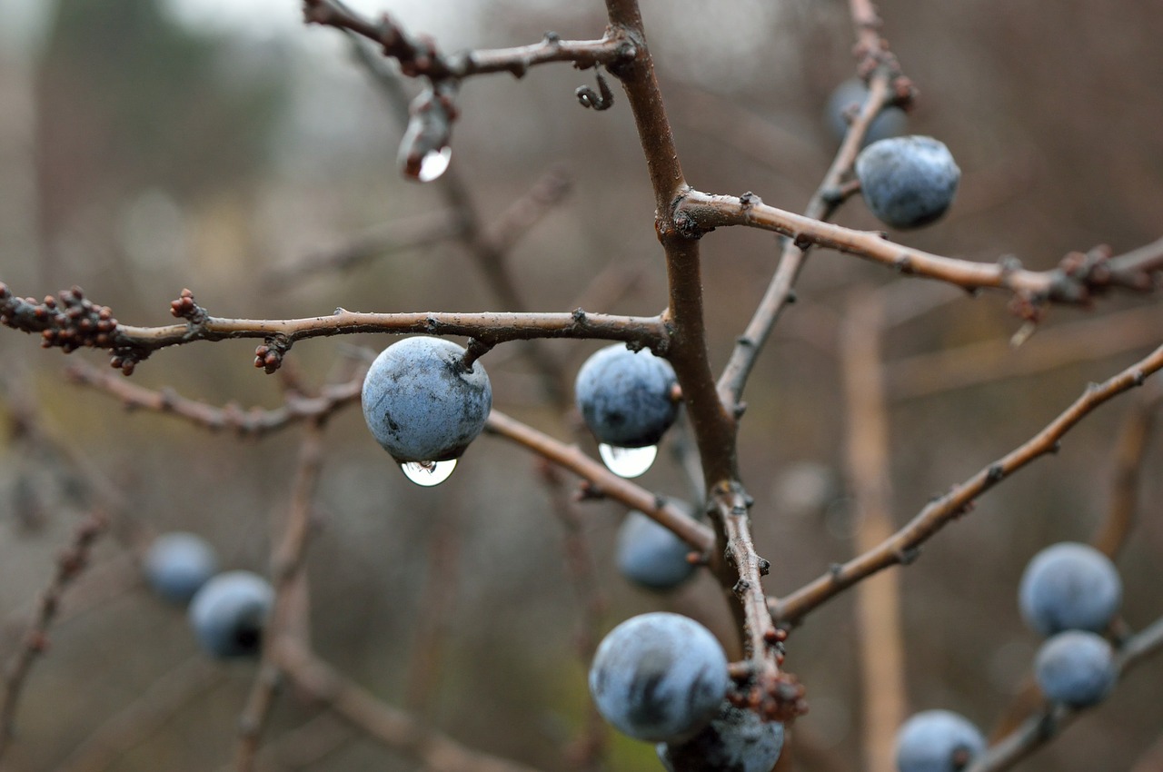 sloe nature crop free photo