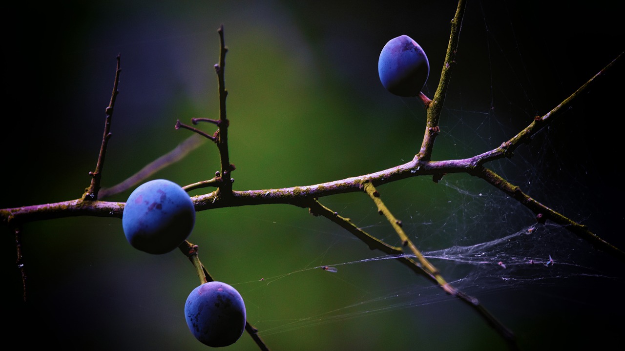 sloes  blackthorn  berries free photo
