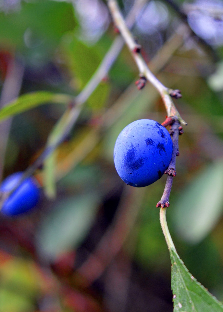 sloes  blackthorn  plant free photo
