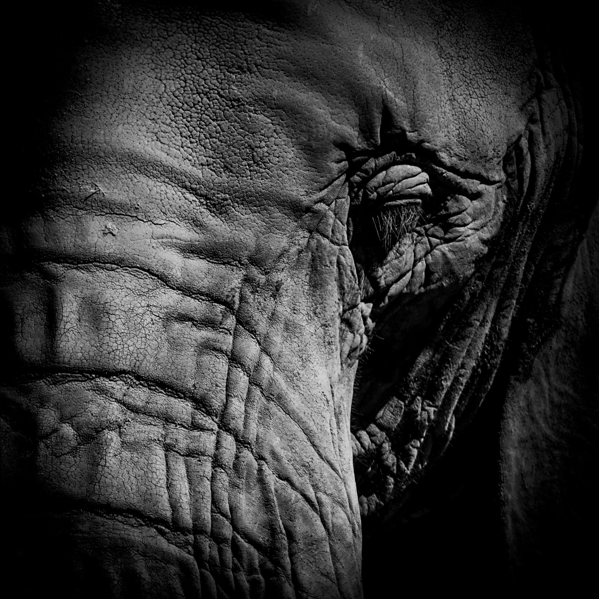 elephant portrait animals free photo