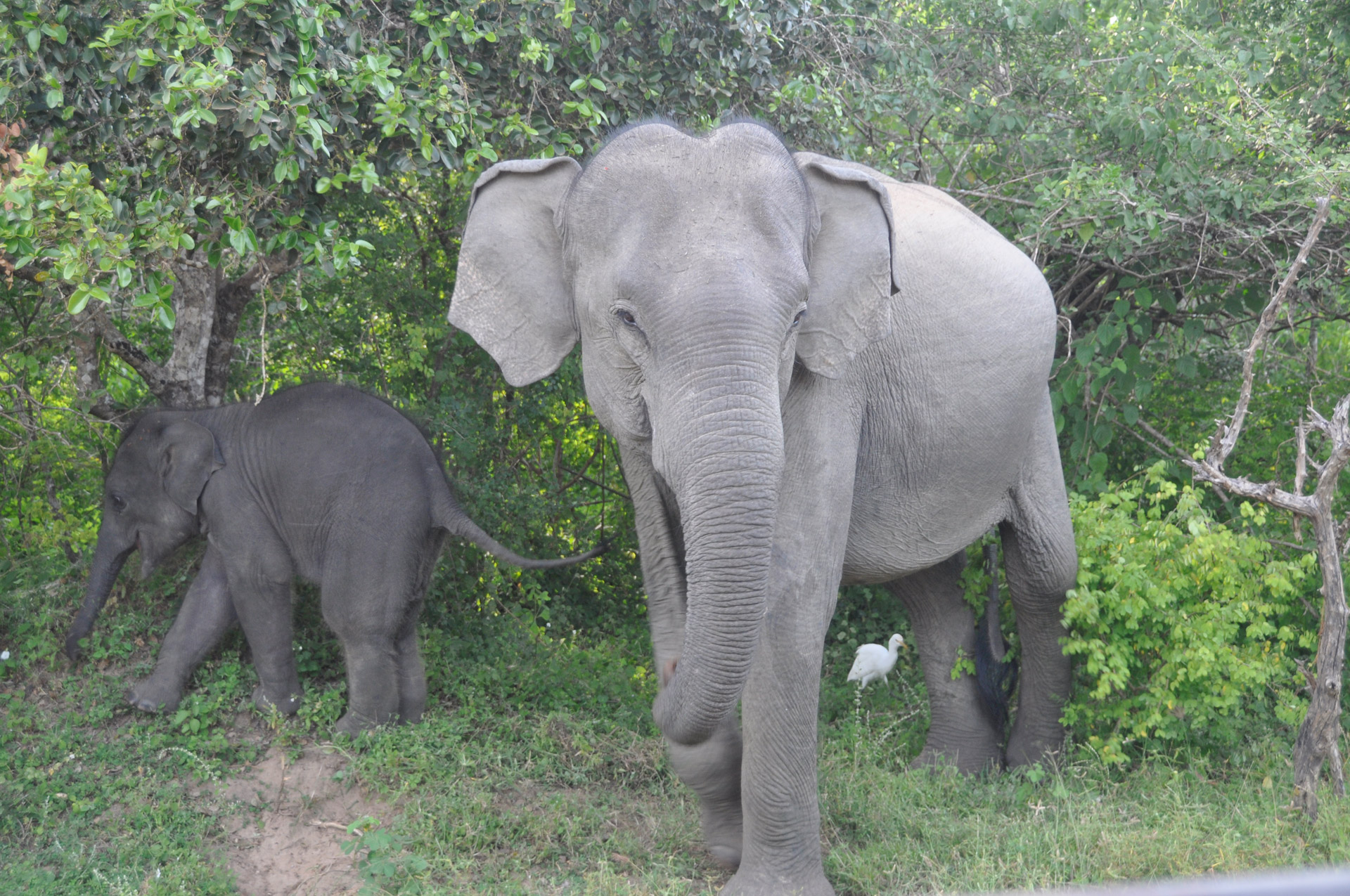 elephant baby shrubs free photo