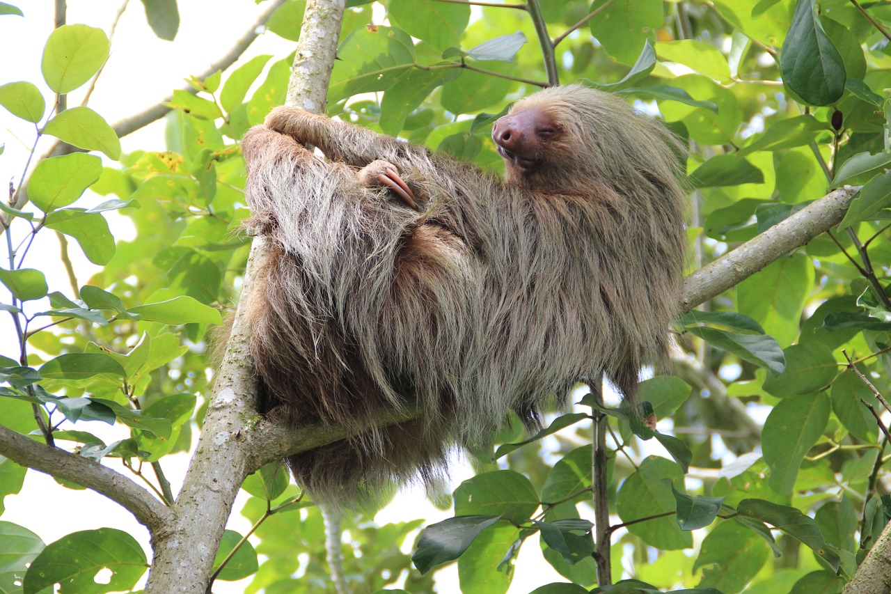sloth costa rica rainforest free photo