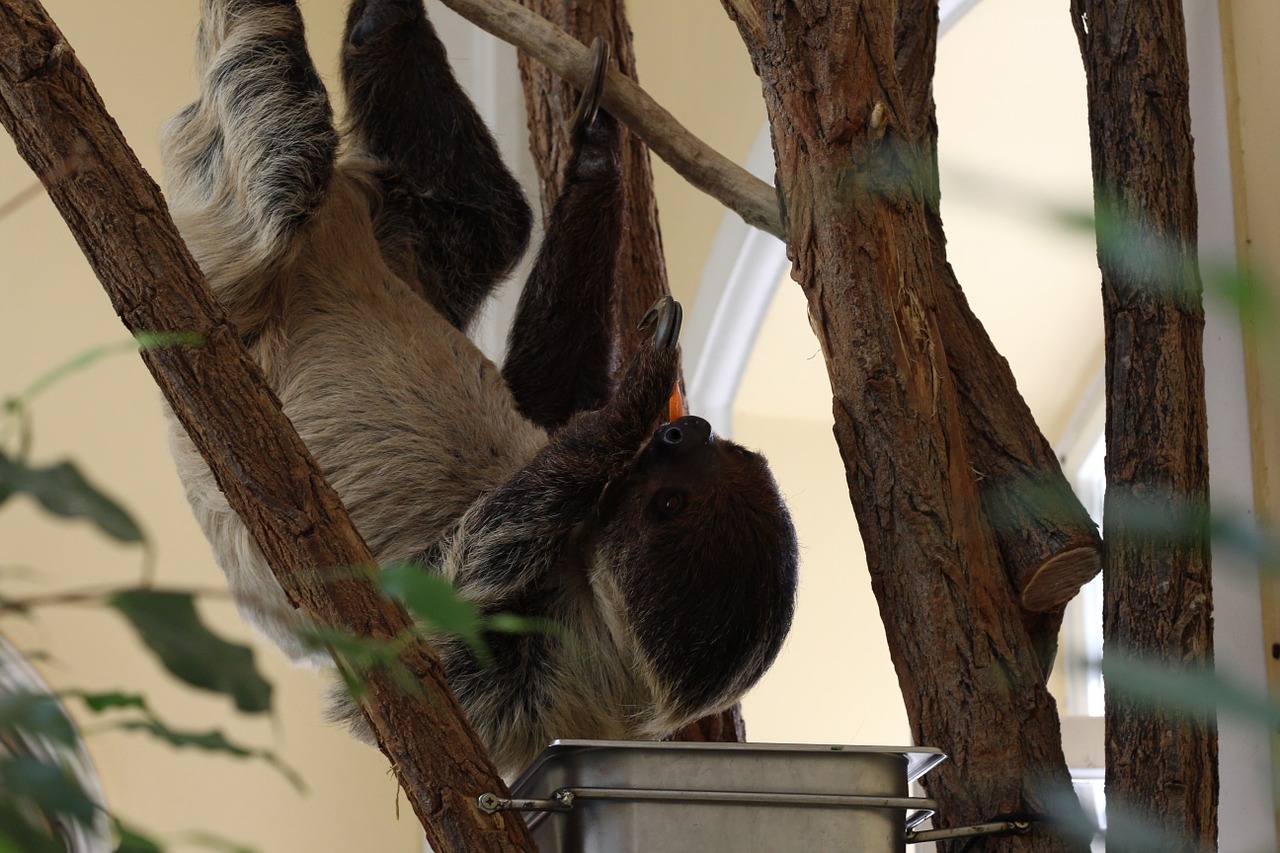 sloth sloths zoo free photo