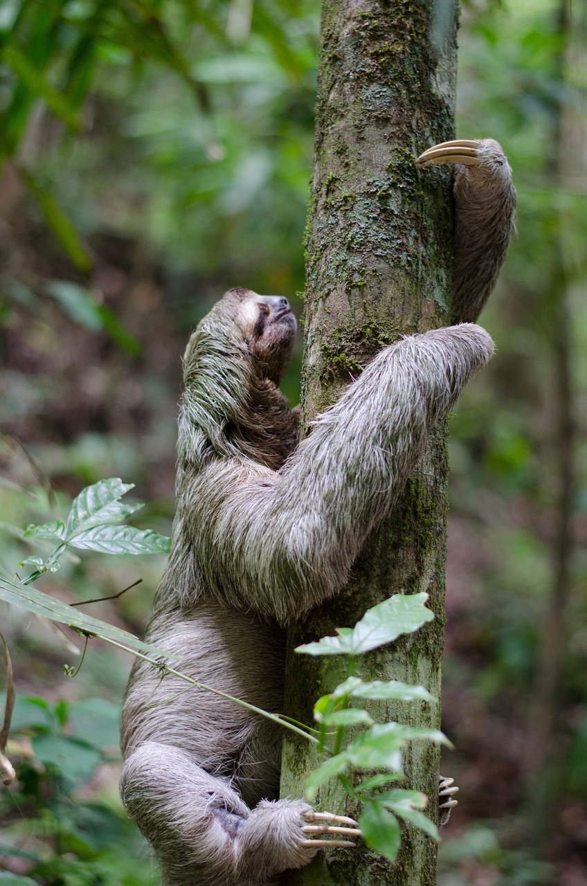 sloth tree forest free photo