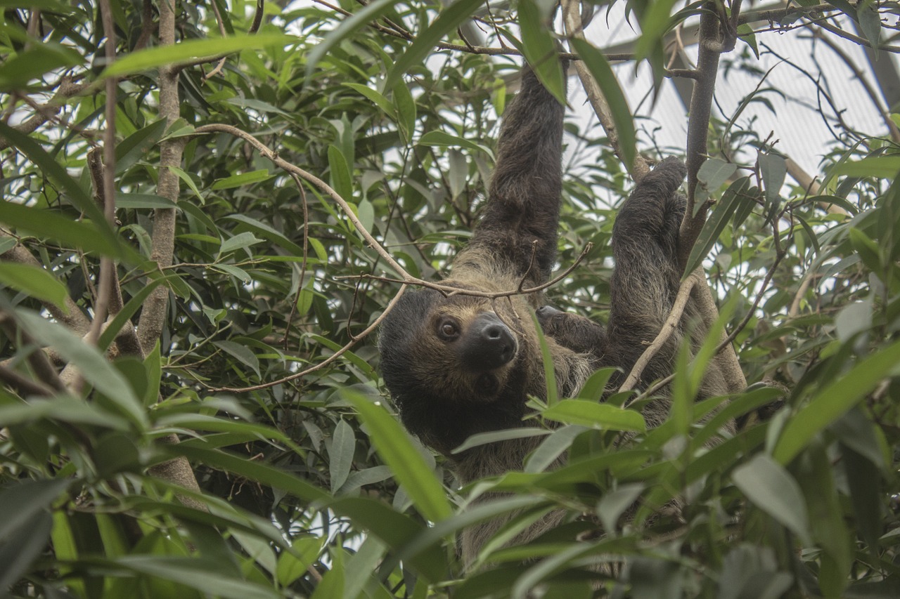 sloth chilling zoo free photo