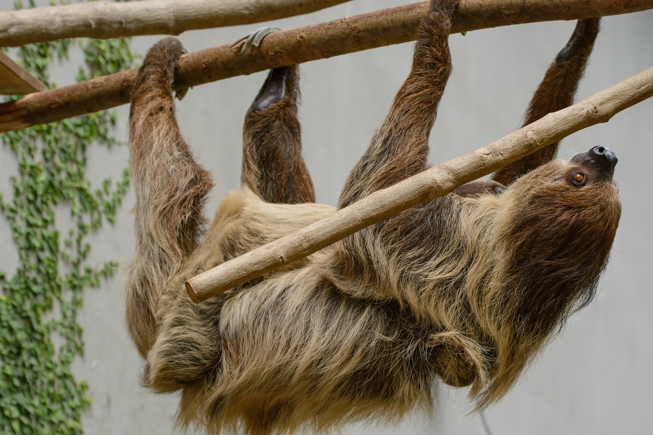 sloth zoo depend free photo