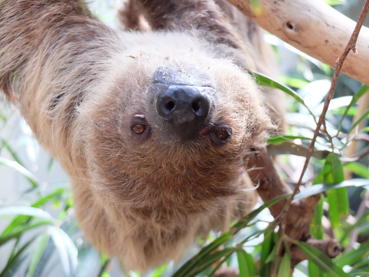 sloth lazy mammal free photo