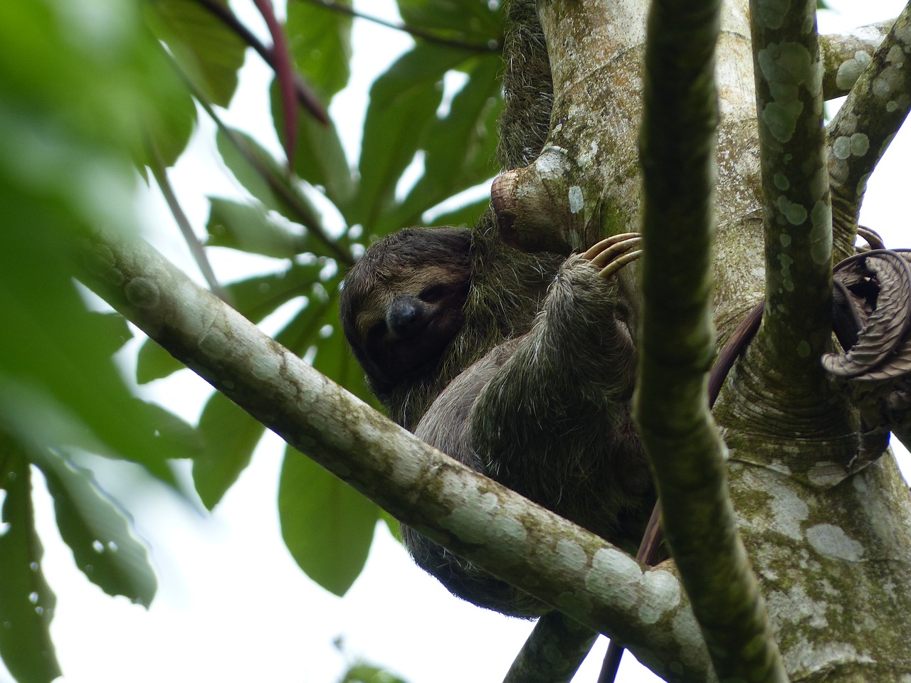 sloth tree animal free photo