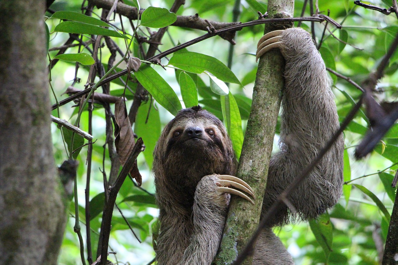 sloth three finger sloth jungle free photo