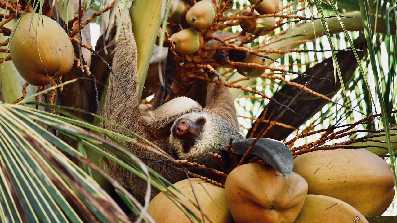 sloth  costa rica  tree free photo