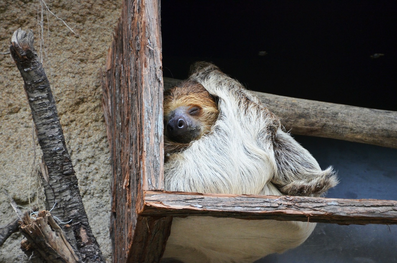 sloth animal lazy free photo