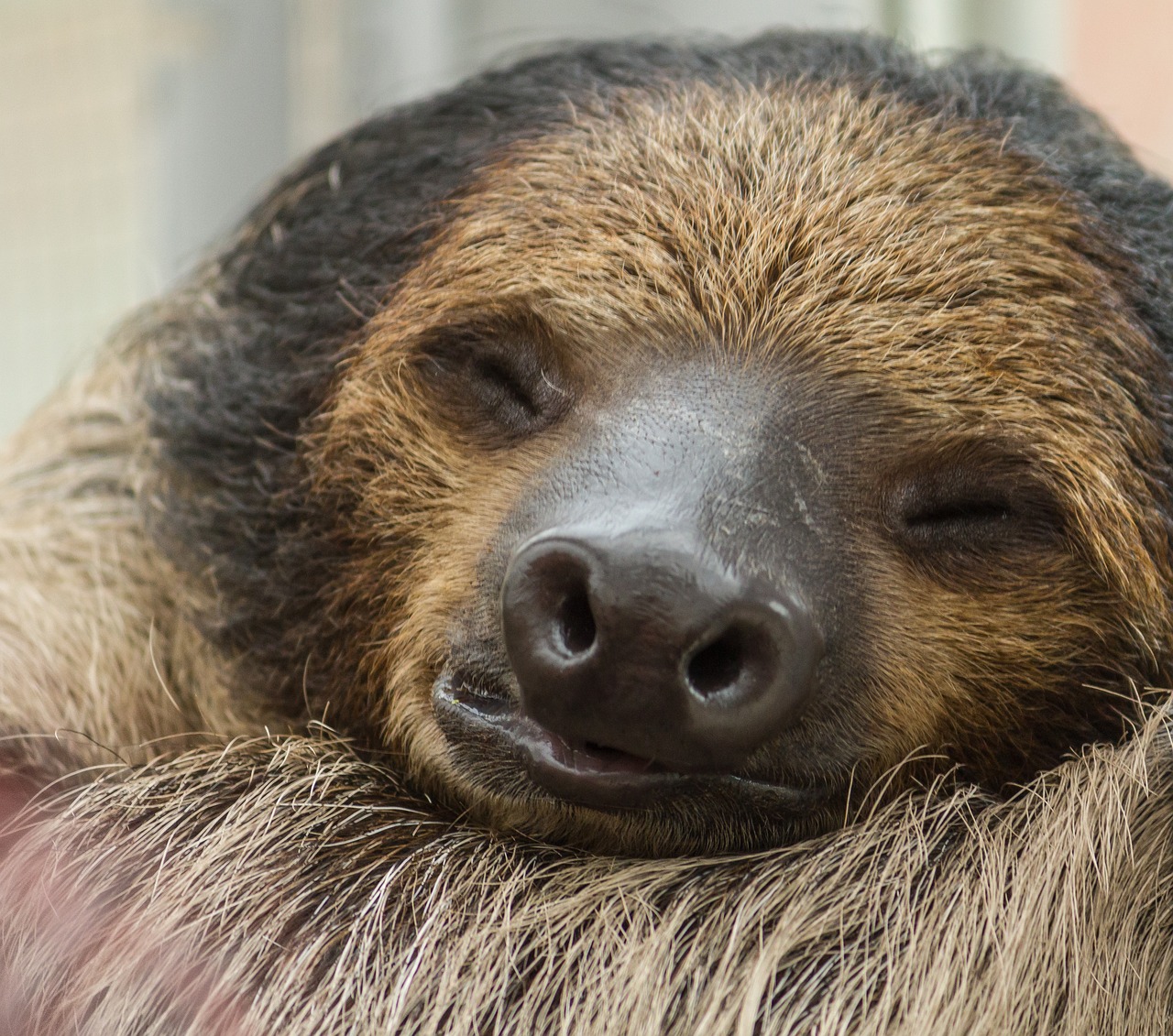 sloth  sleeping  animal free photo