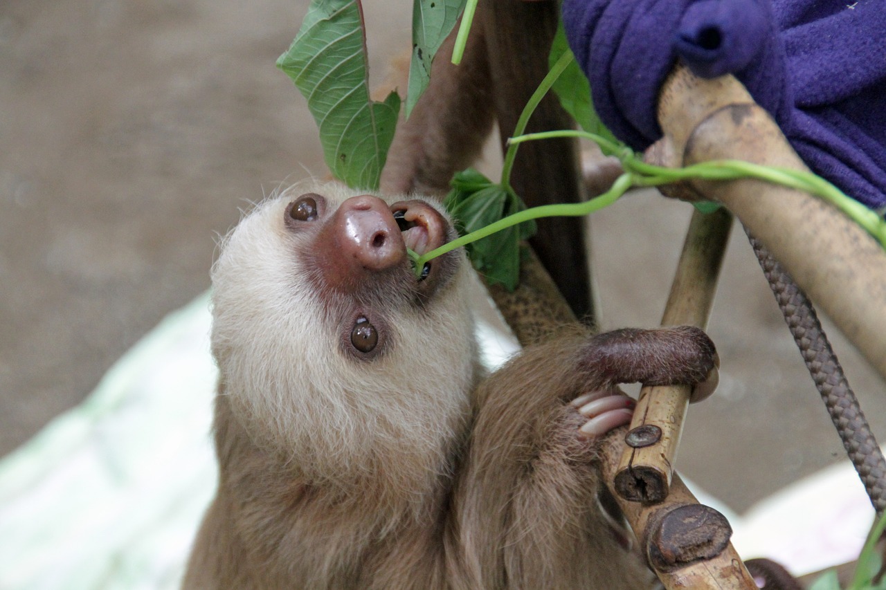 sloth  arboreal  mammals free photo