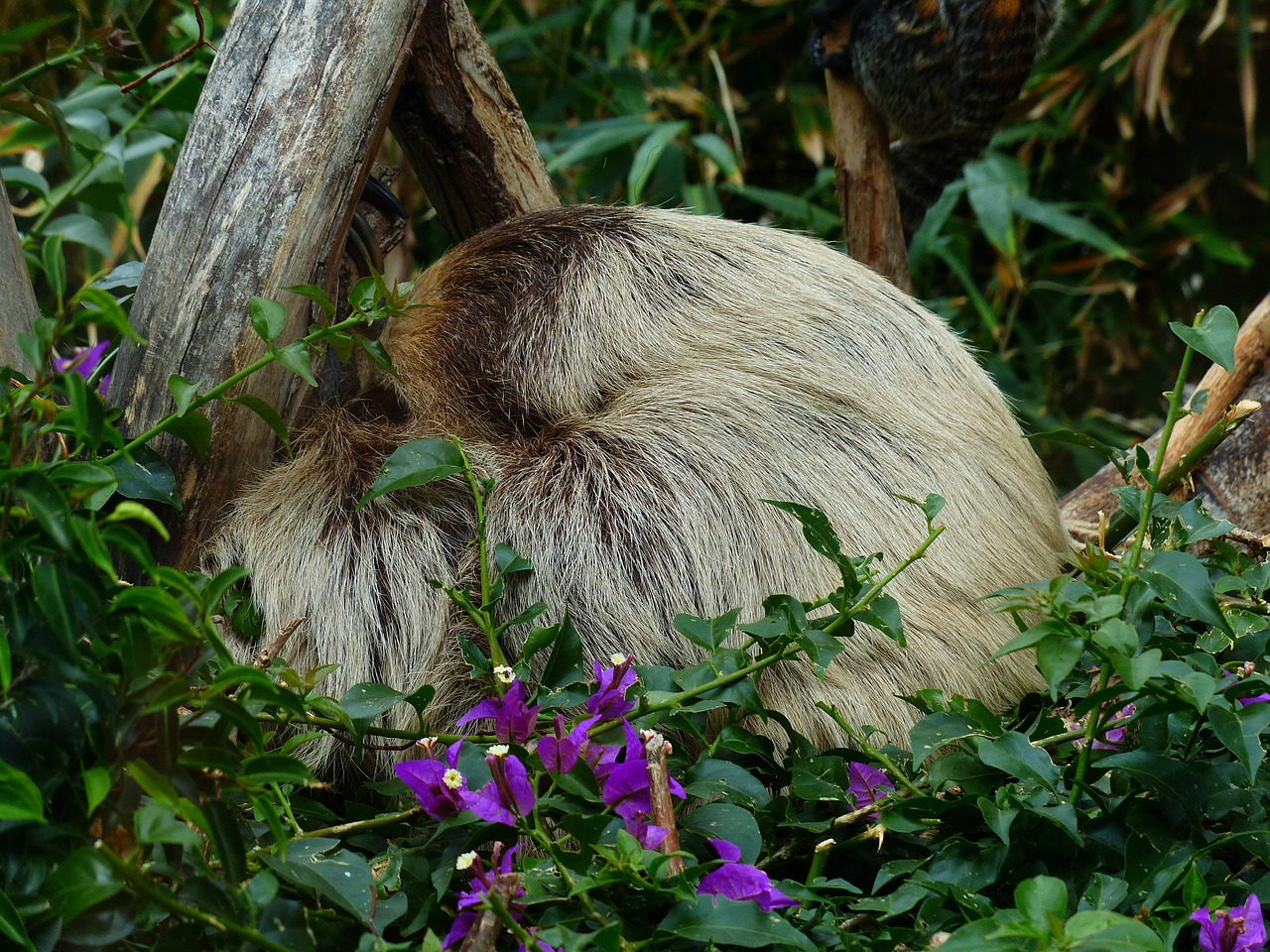 sloth rest sleep free photo