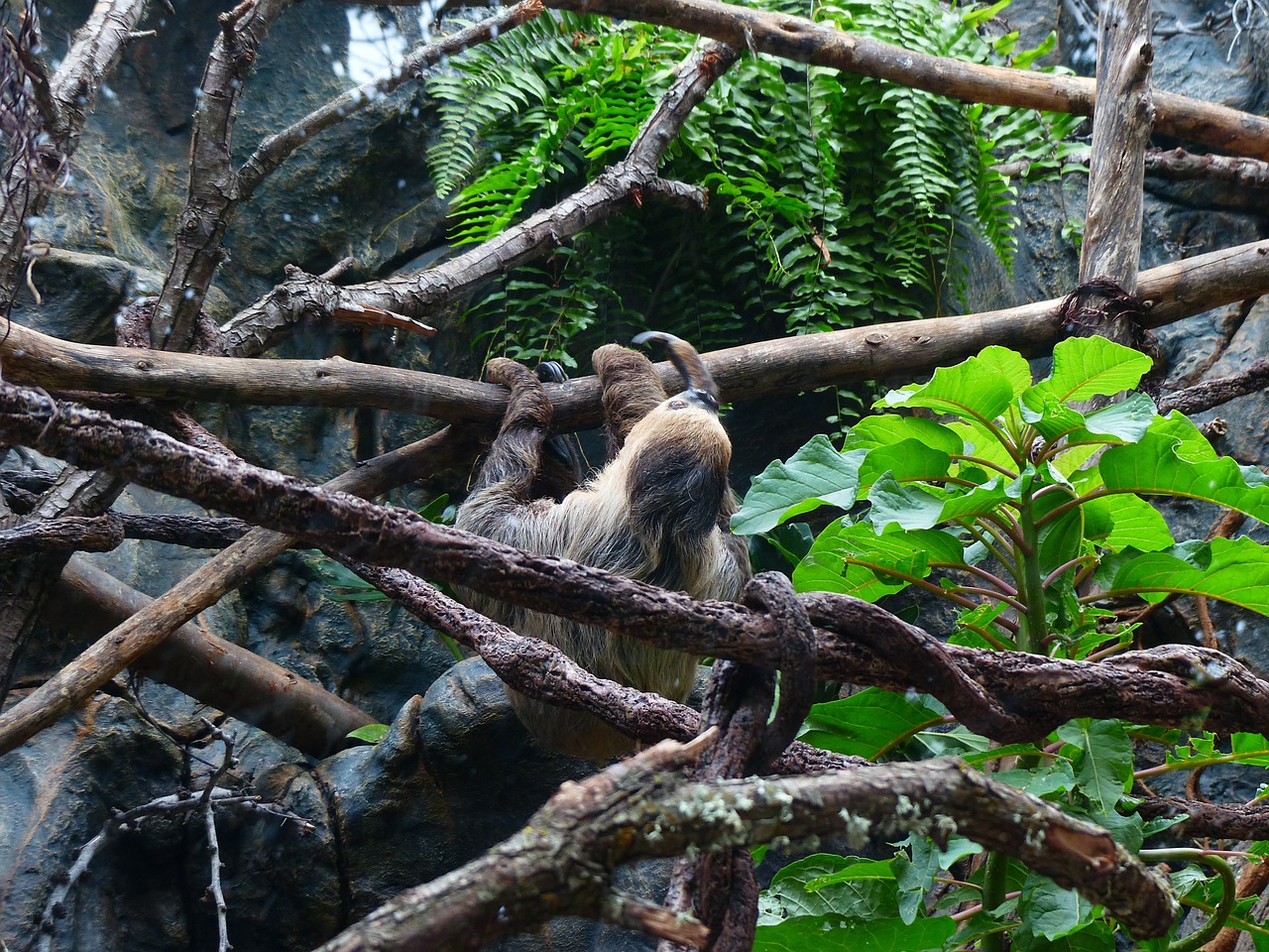 sloth climb two-toed sloth free photo