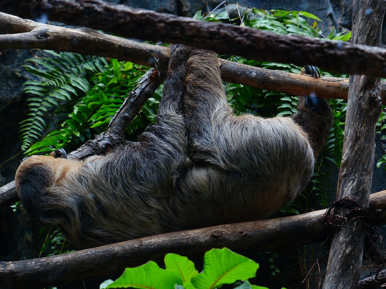 sloth climb shimmy free photo