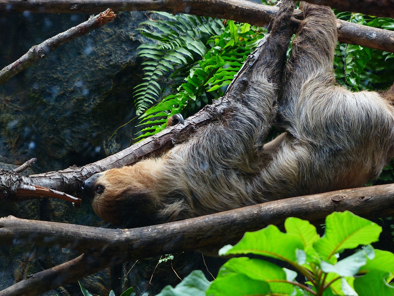 sloth climb shimmy free photo