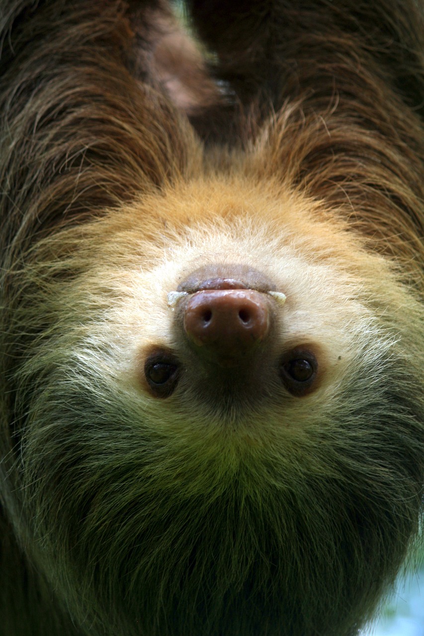 sloth  tropical  nature free photo