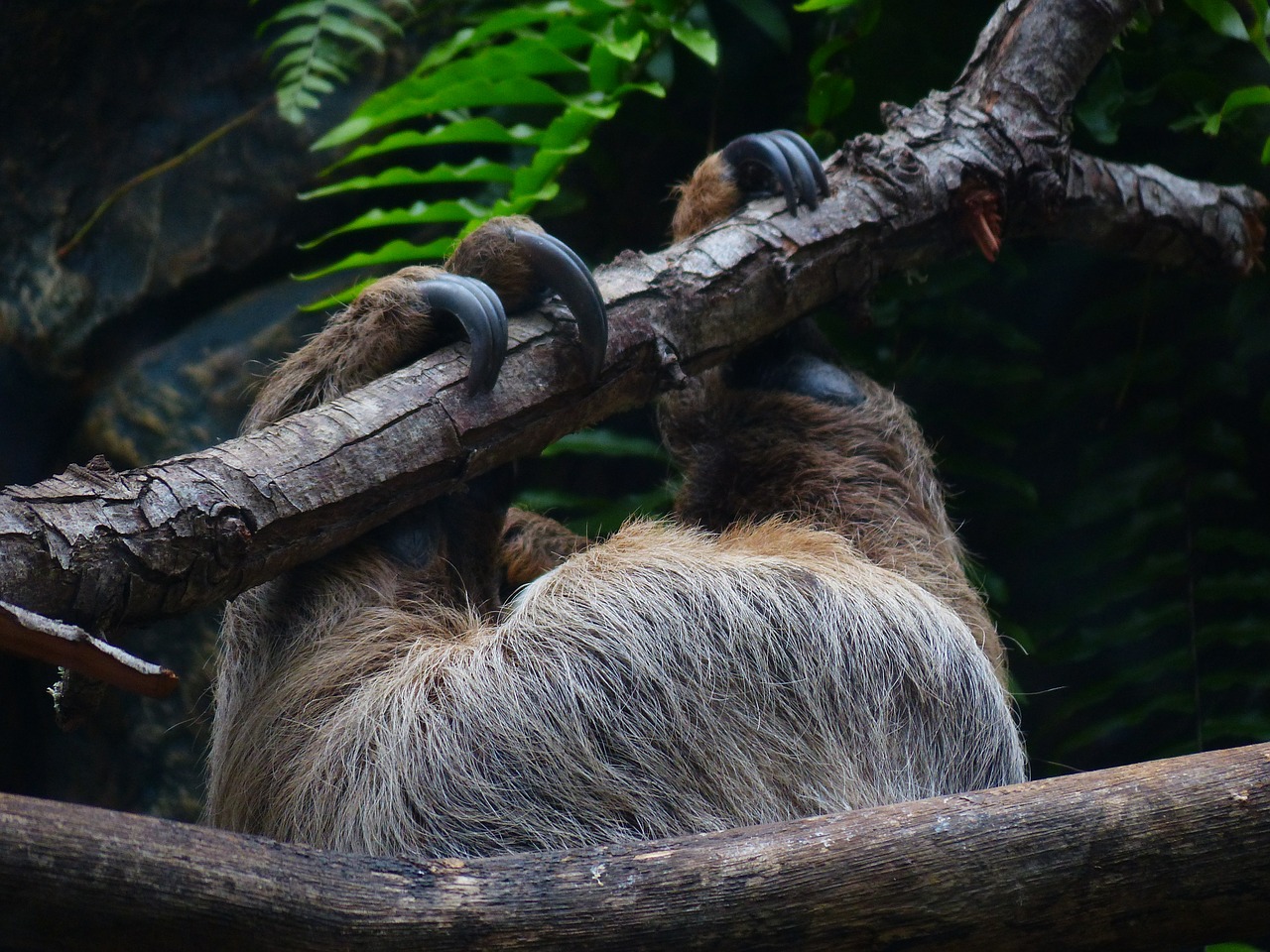 sloth claw upside down free photo
