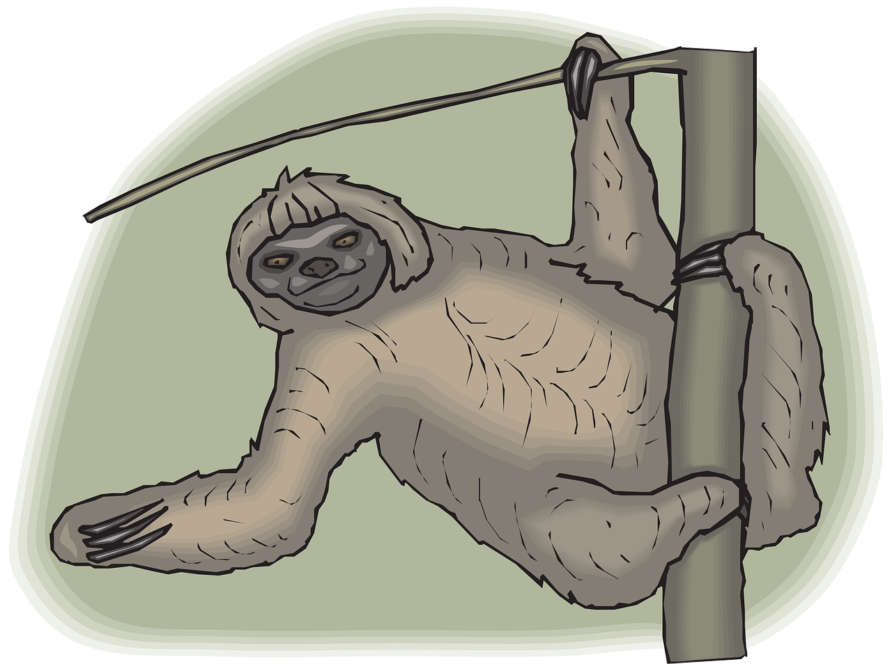 sloth face tree free photo