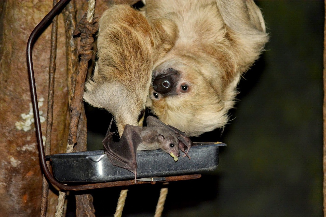 sloth bat wildlife free photo