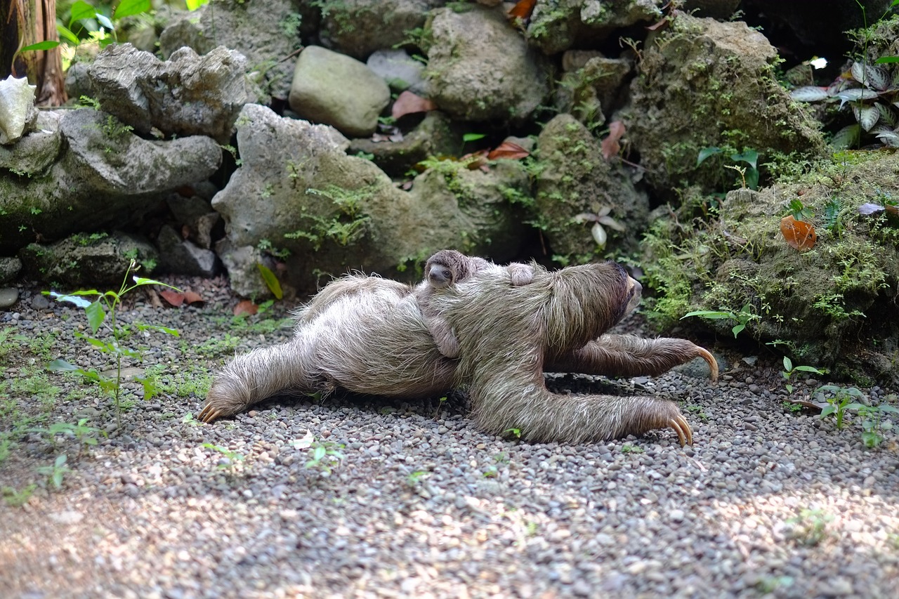 sloth baby animal free photo
