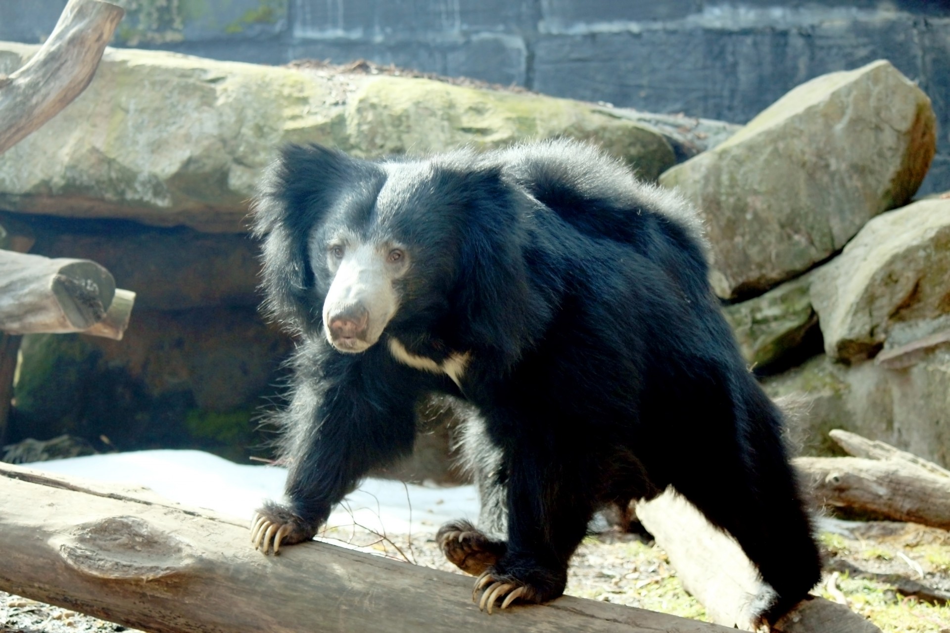 sloth bear bear mammal free photo