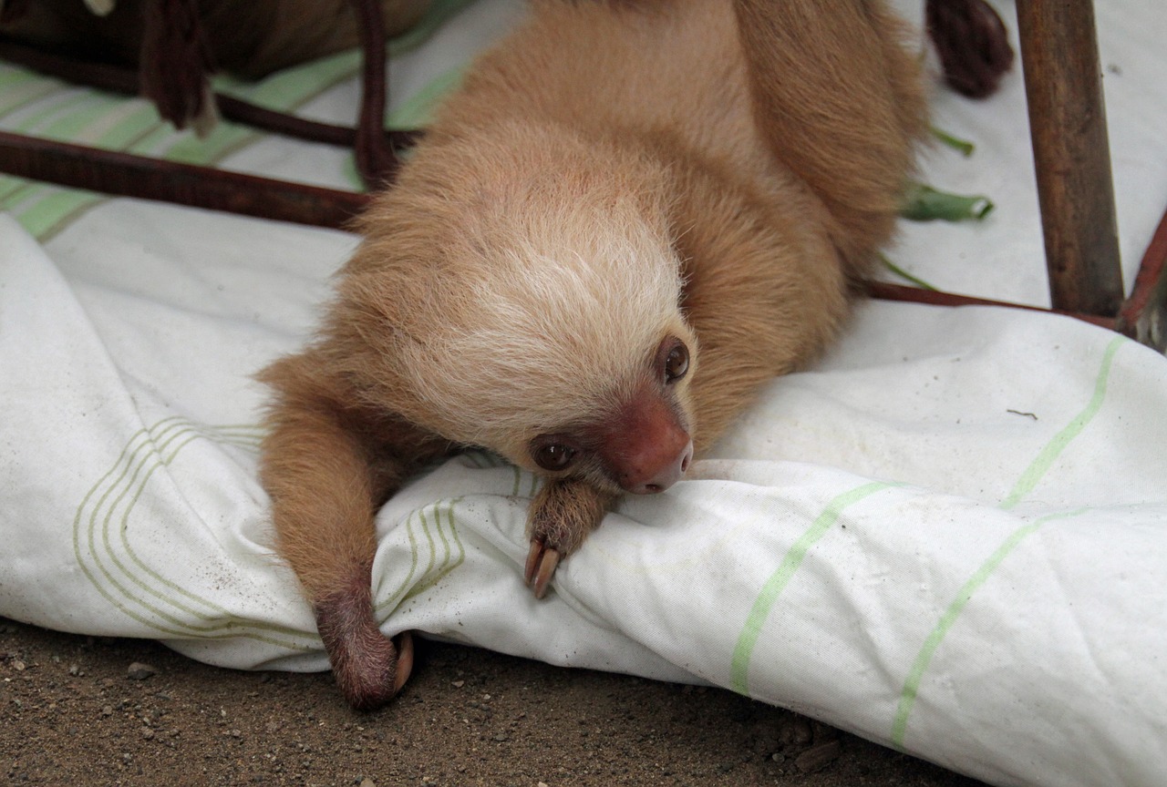 sloths  arboreal  mammals free photo