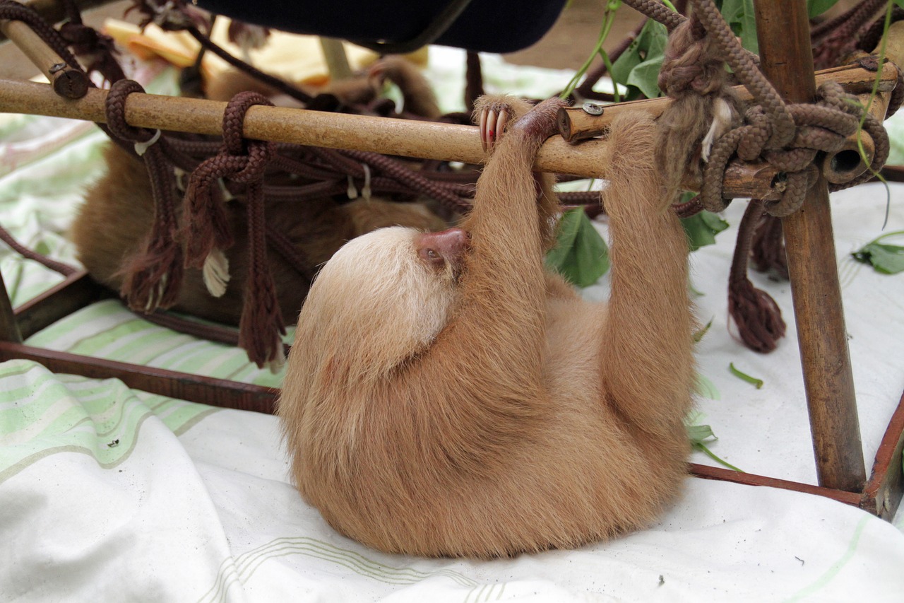 sloths  arboreal  mammals free photo
