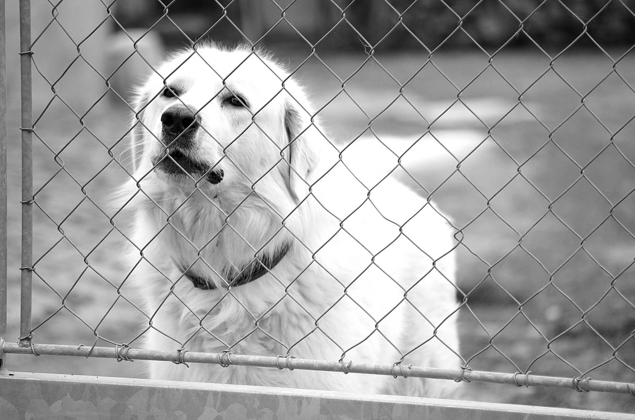 slovak čuvač white dog the threat of free photo