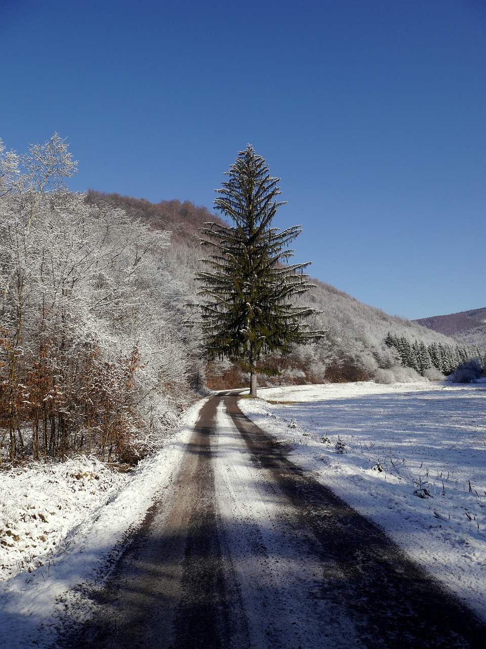 slovakia tree path free photo