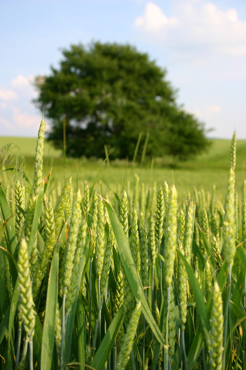 slovakia summer wheat free photo