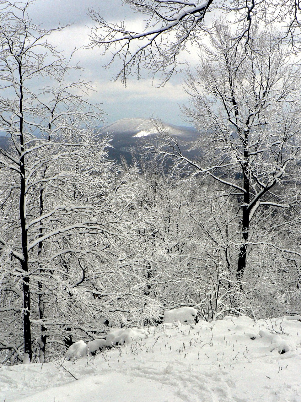 slovakia male karpaty forest free photo