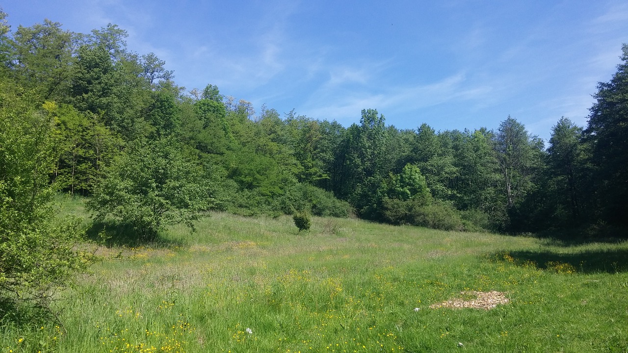 slovakia nature forest free photo