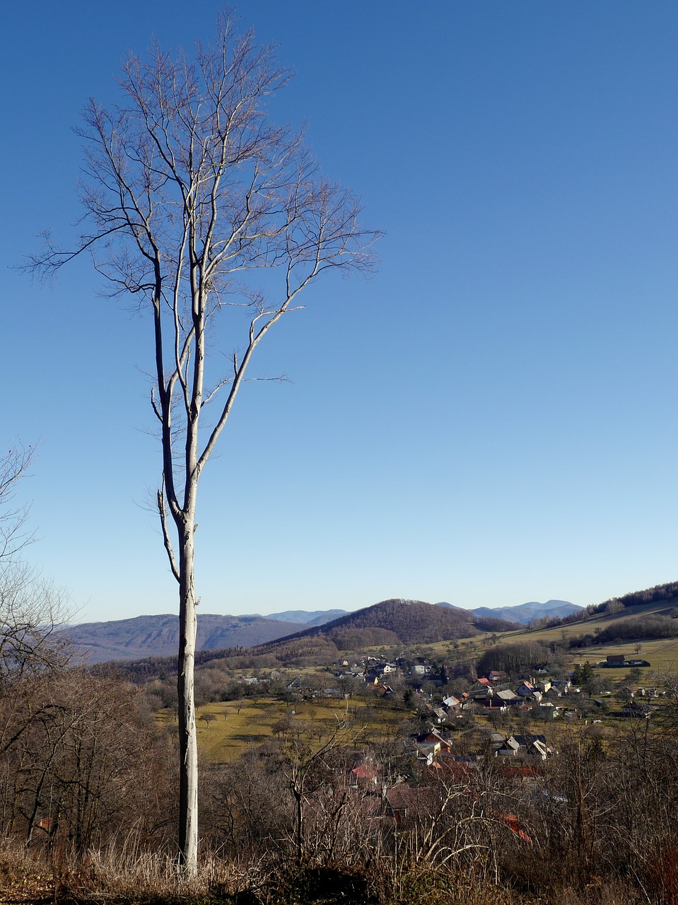 slovakia  tree  nature free photo