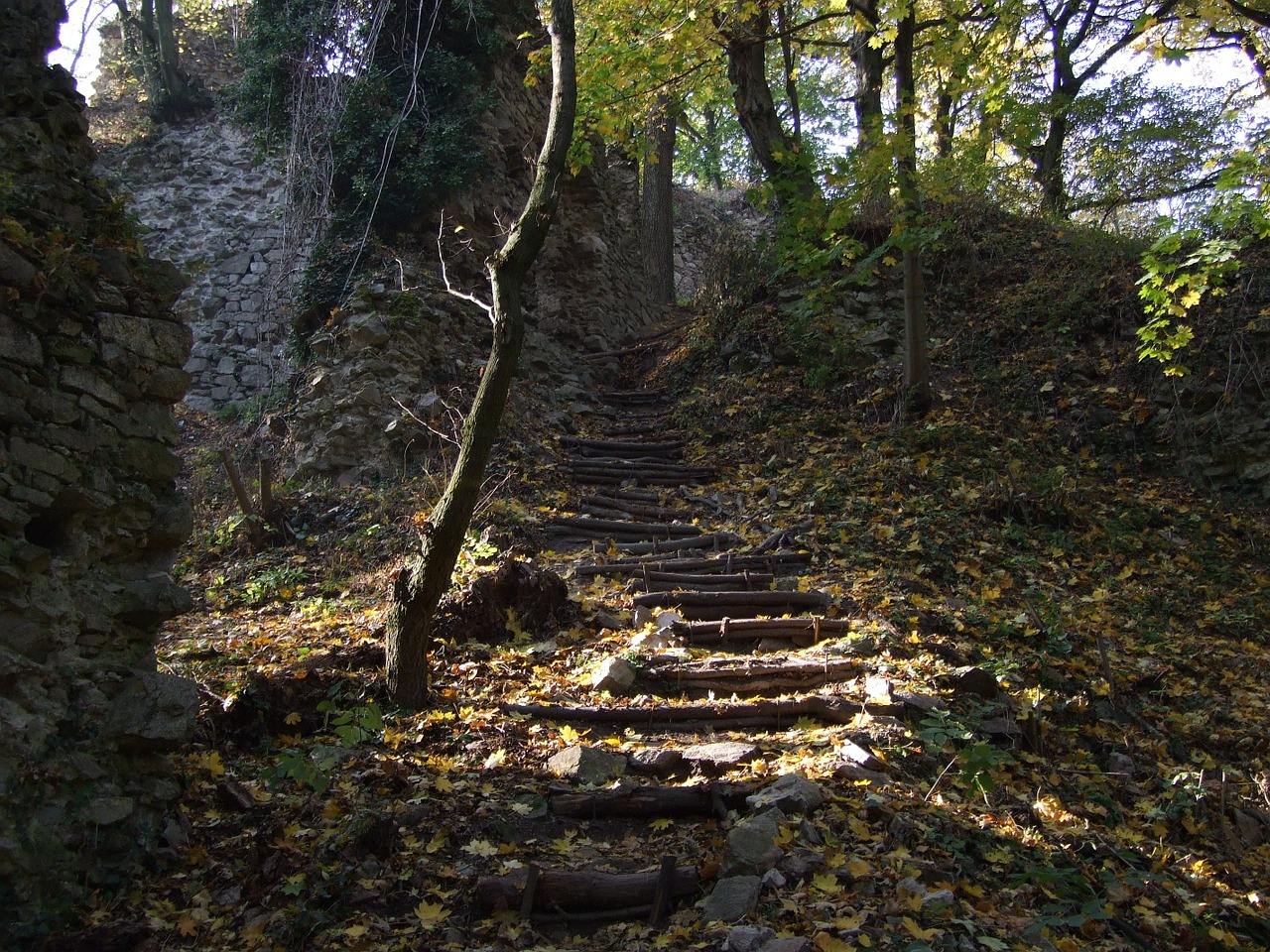 slovakia forest sunlight free photo