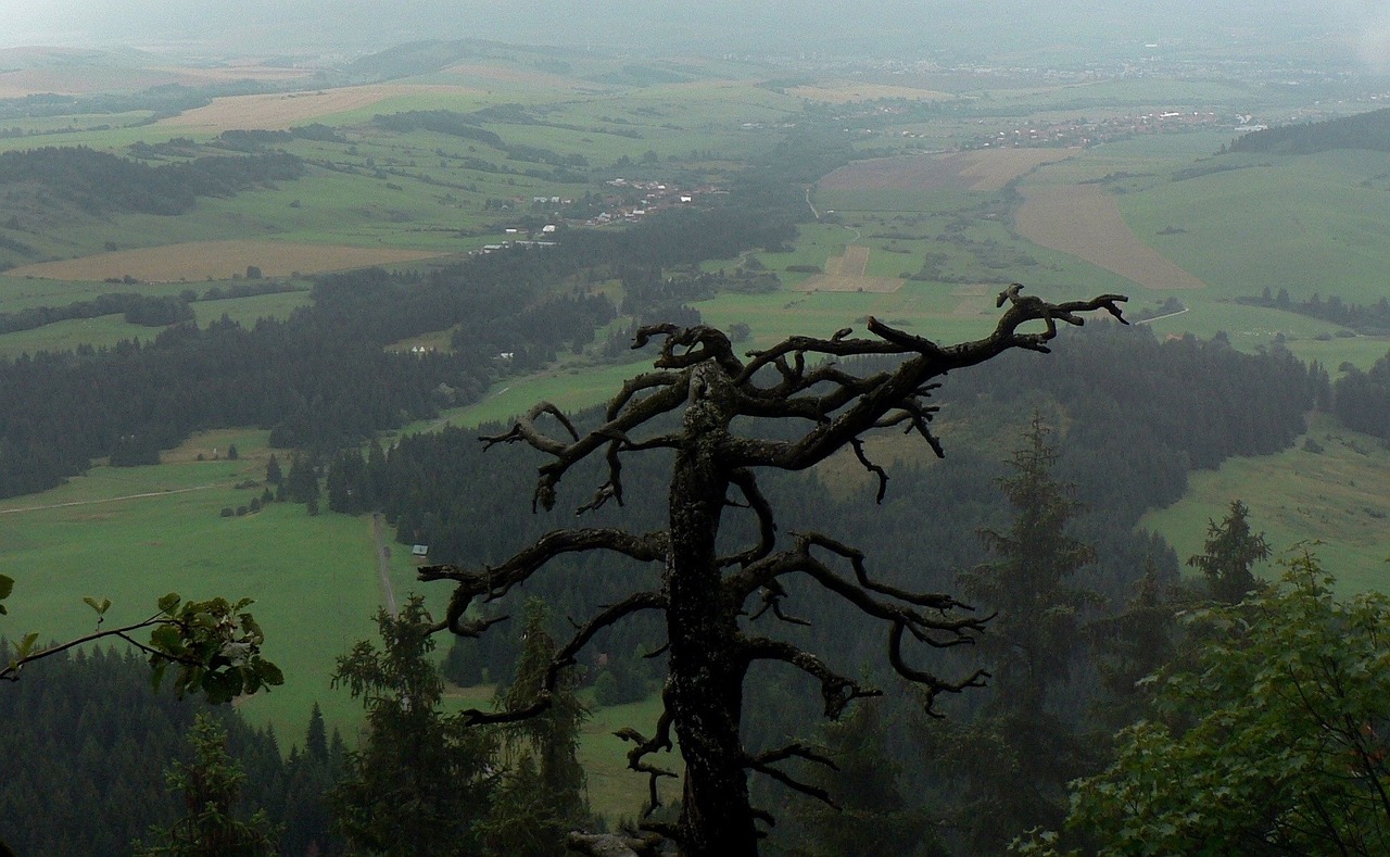 slovakia tree liptov free photo